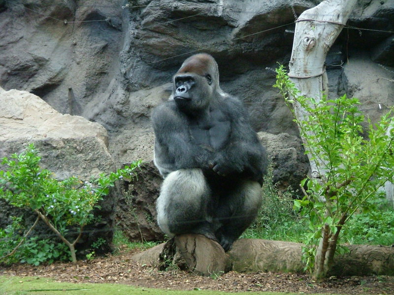 gorilla; DISPLAY FULL IMAGE.