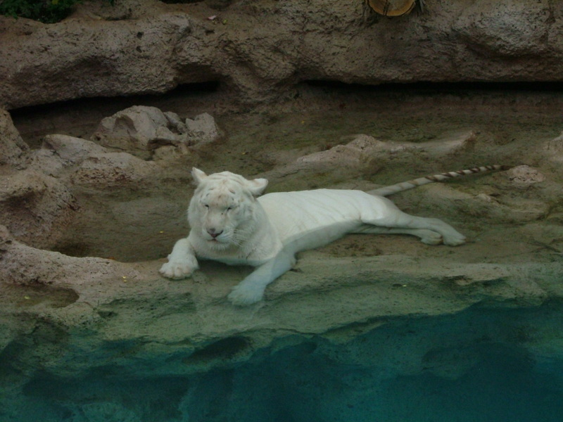 white tiger; DISPLAY FULL IMAGE.