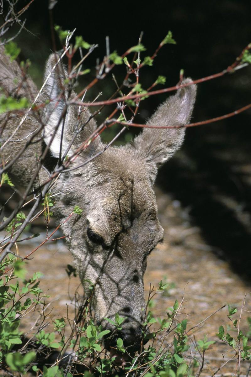 White-tailed Deer (Odocoileus virginianus) {!--흰꼬리사슴-->; DISPLAY FULL IMAGE.