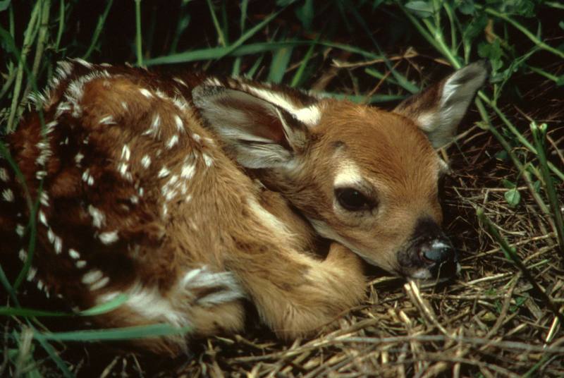 White-tailed Deer fawn (Odocoileus virginianus) {!--흰꼬리사슴-->; DISPLAY FULL IMAGE.