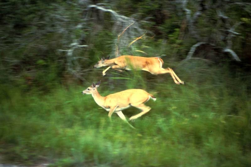 White-tailed Deer jumping (Odocoileus virginianus) {!--흰꼬리사슴-->; DISPLAY FULL IMAGE.