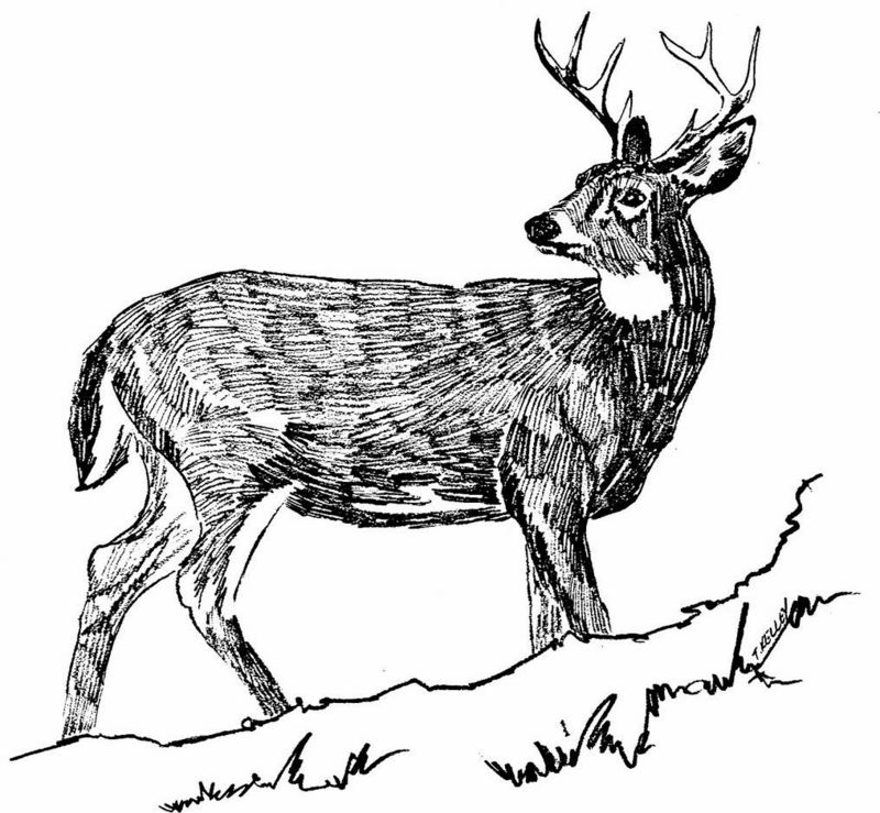 [Drawing] White-tailed Deer (Odocoileus virginianus) {!--흰꼬리사슴-->; DISPLAY FULL IMAGE.