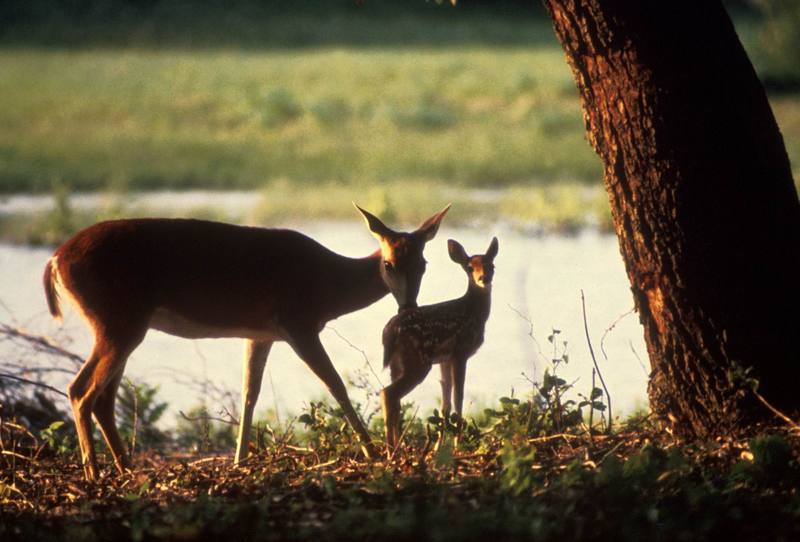 White-tailed Deer mother and fawn (Odocoileus virginianus) {!--흰꼬리사슴-->; DISPLAY FULL IMAGE.