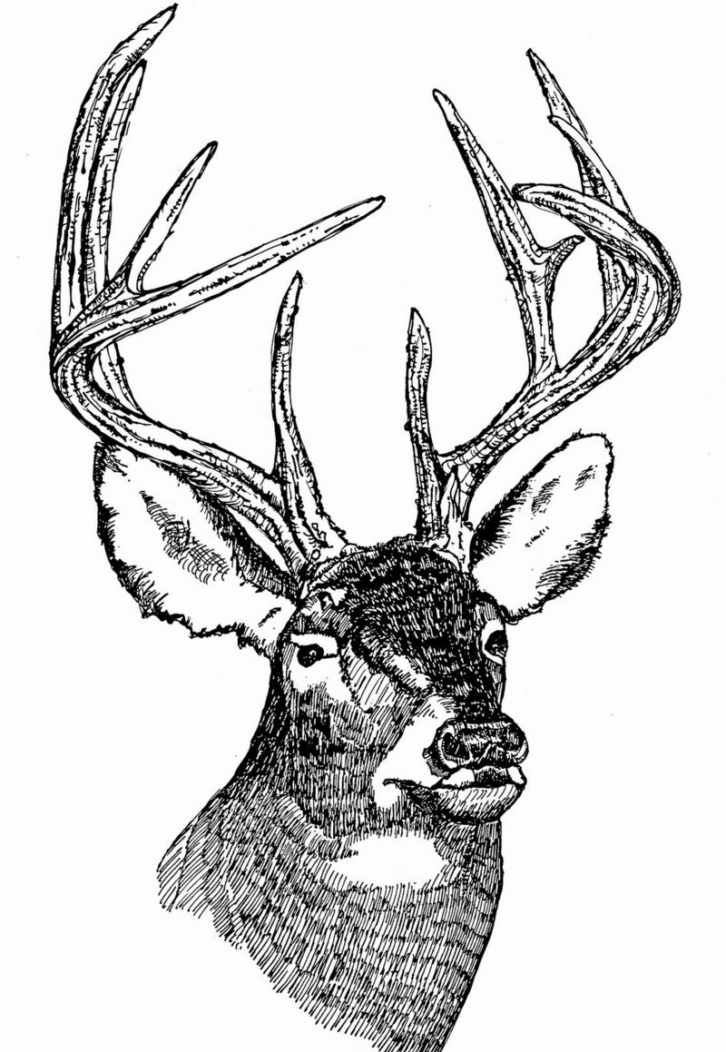 [Drawing] White-tailed Deer (Odocoileus virginianus) {!--흰꼬리사슴-->; DISPLAY FULL IMAGE.