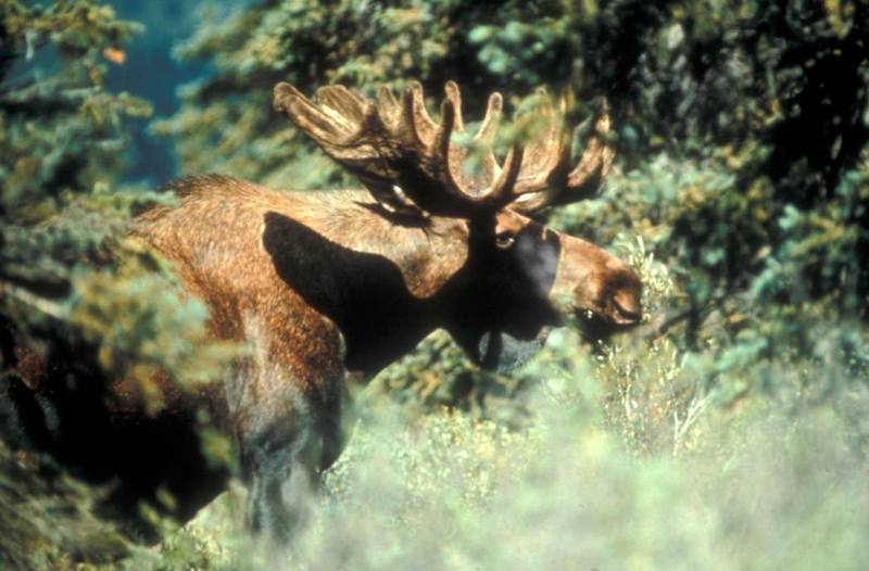 Bull Moose (Alces alces) {!--말코손바닥사슴-->; DISPLAY FULL IMAGE.