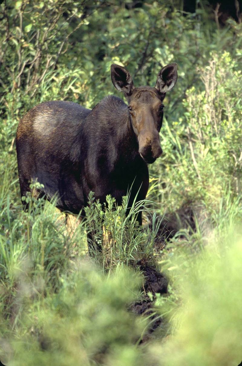 Moose (Alces alces) {!--말코손바닥사슴-->; DISPLAY FULL IMAGE.