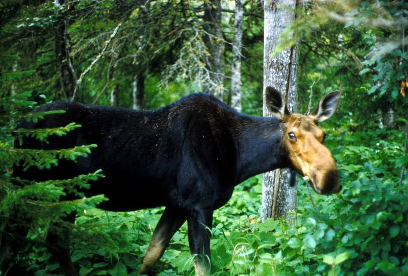Moose (Alces alces) {!--말코손바닥사슴-->; DISPLAY FULL IMAGE.