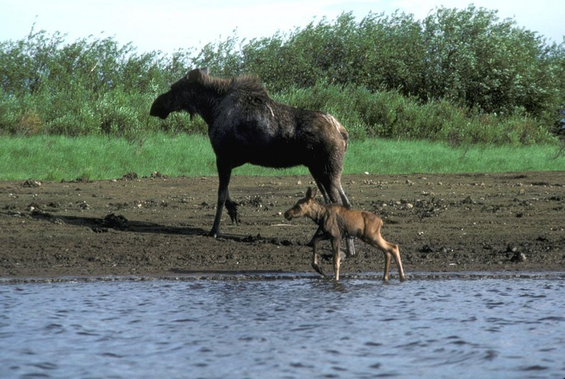 Moose mother and calf (Alces alces) {!--말코손바닥사슴-->; DISPLAY FULL IMAGE.