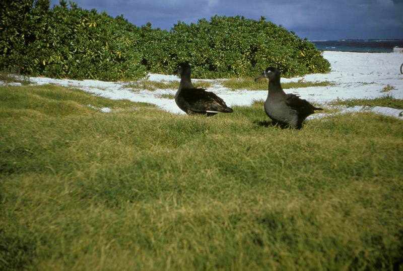 Black-footed Albatross pair (Diomedea nigripes) {!--검은발신천옹-->; DISPLAY FULL IMAGE.