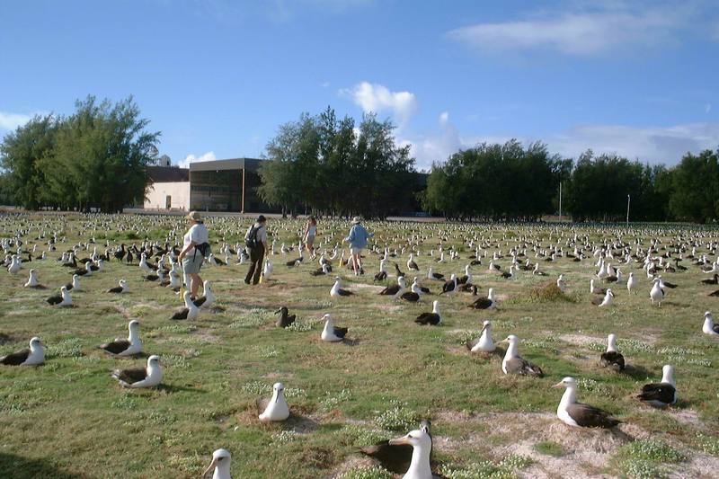 Laysan Albatross flock (Diomedea immutabilis) {!--레이산신천옹-->; DISPLAY FULL IMAGE.