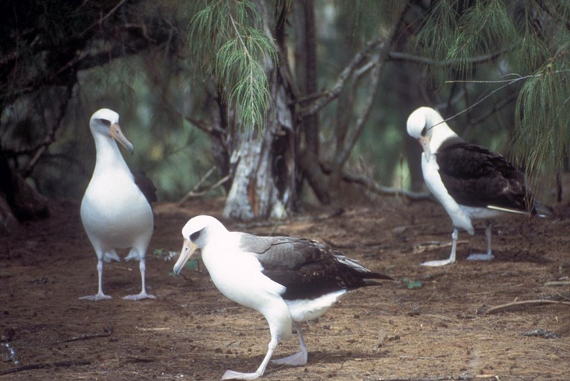 Laysan Albatross trio (Diomedea immutabilis) {!--레이산신천옹-->; DISPLAY FULL IMAGE.