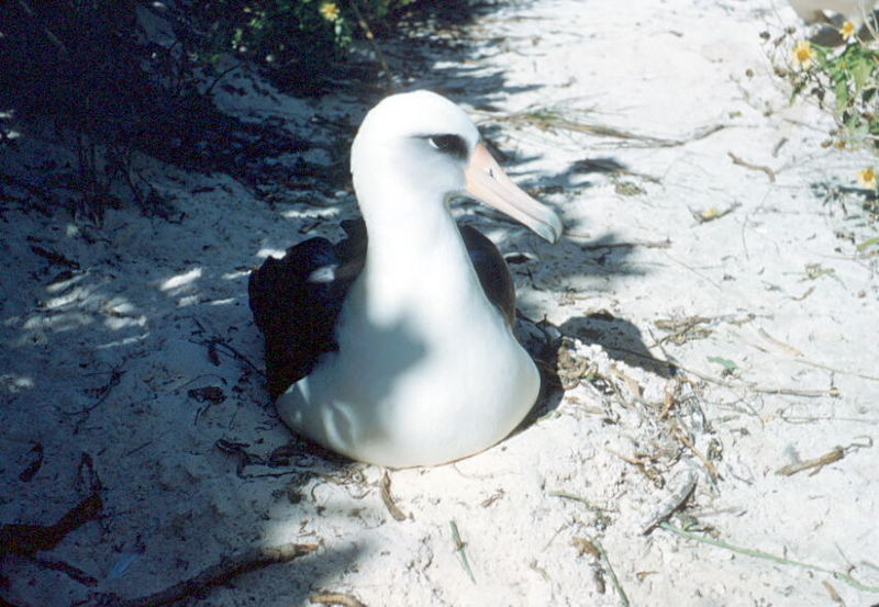 Laysan Albatross on nest (Diomedea immutabilis) {!--레이산신천옹-->; DISPLAY FULL IMAGE.