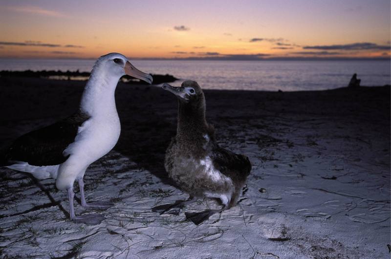 Laysan Albatross and chick (Diomedea immutabilis) {!--레이산신천옹-->; DISPLAY FULL IMAGE.