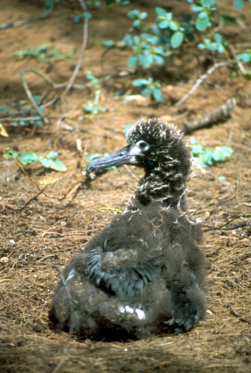 Laysan Albatross chick (Diomedea immutabilis) {!--레이산신천옹-->; DISPLAY FULL IMAGE.