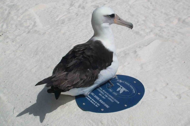 Laysan Albatross (Diomedea immutabilis) {!--레이산신천옹-->; DISPLAY FULL IMAGE.