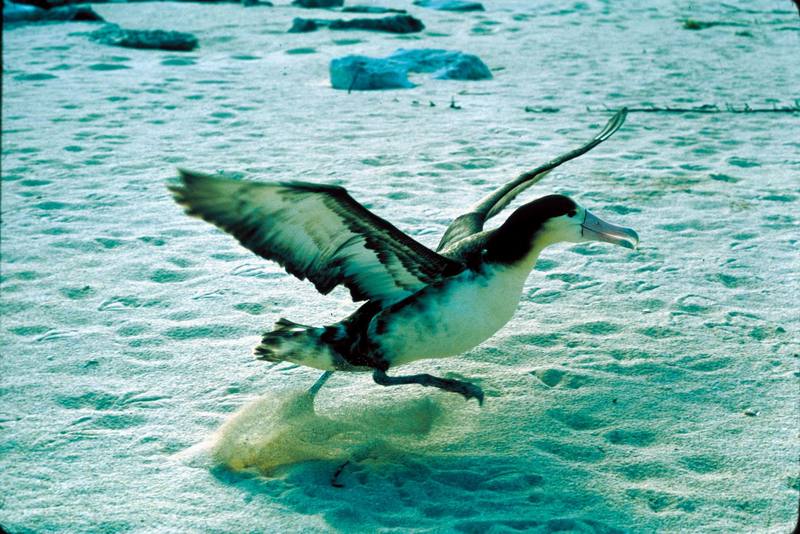 Short-tailed Albatross juvenile (Diomedea albatrus) {!--신천옹(알바트로스)-->; DISPLAY FULL IMAGE.