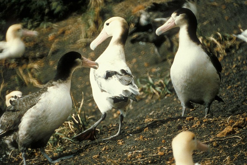 Short-tailed Albatross breeding colony (Diomedea albatrus) {!--신천옹(알바트로스)-->; DISPLAY FULL IMAGE.
