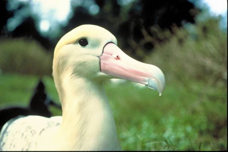 Short-tailed Albatross (Diomedea albatrus) {!--신천옹(알바트로스)-->; DISPLAY FULL IMAGE.