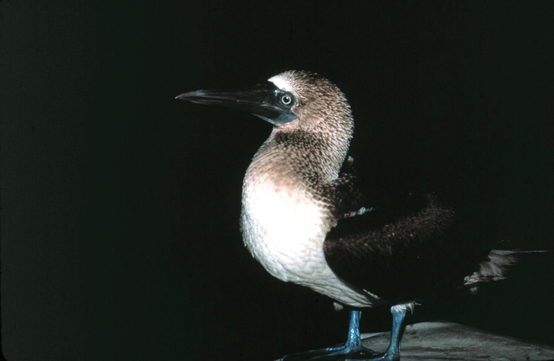 Blue-footeed Booby; DISPLAY FULL IMAGE.