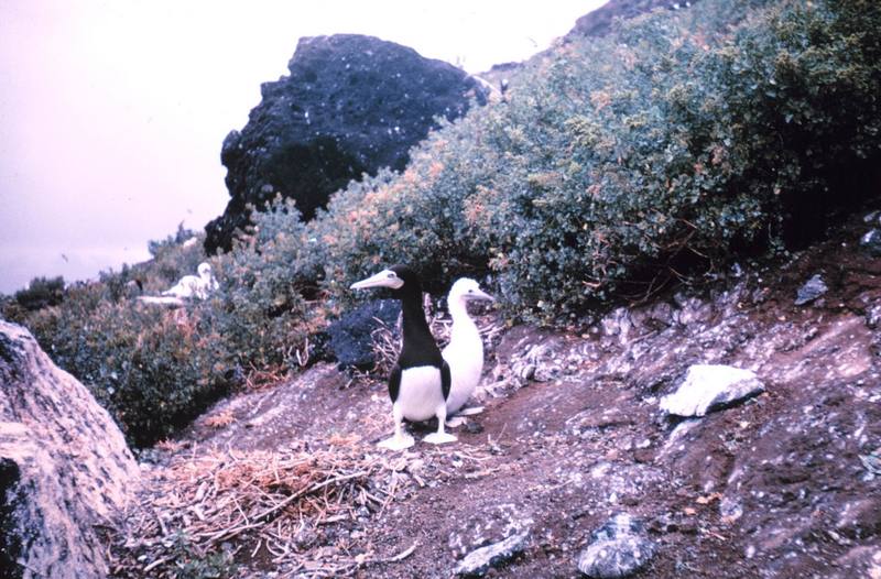 Adult booby and chick.; DISPLAY FULL IMAGE.