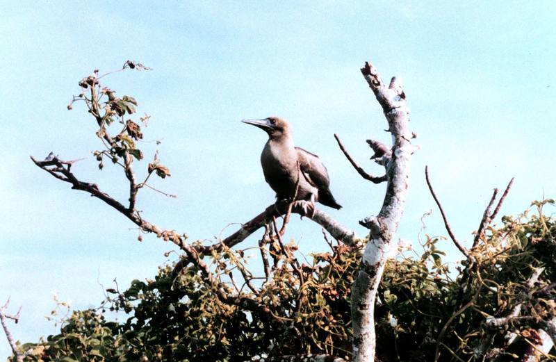 Red-footed Booby perched (Sula sula) {!--붉은발부비(얼가니새)-->; DISPLAY FULL IMAGE.