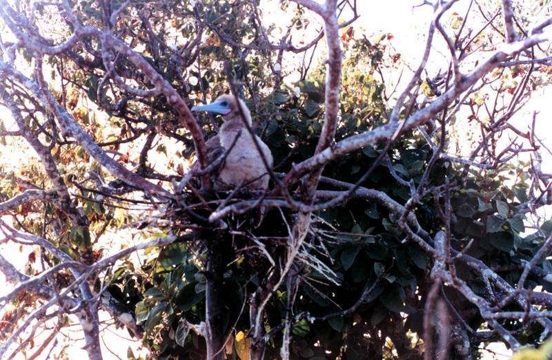 Red-footed Booby nesting (Sula sula) {!--붉은발부비(얼가니새)-->; DISPLAY FULL IMAGE.