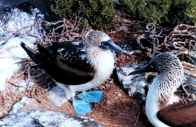Blue-footed Booby pair (Sula nebouxii) {!--푸른발부비-->; DISPLAY FULL IMAGE.