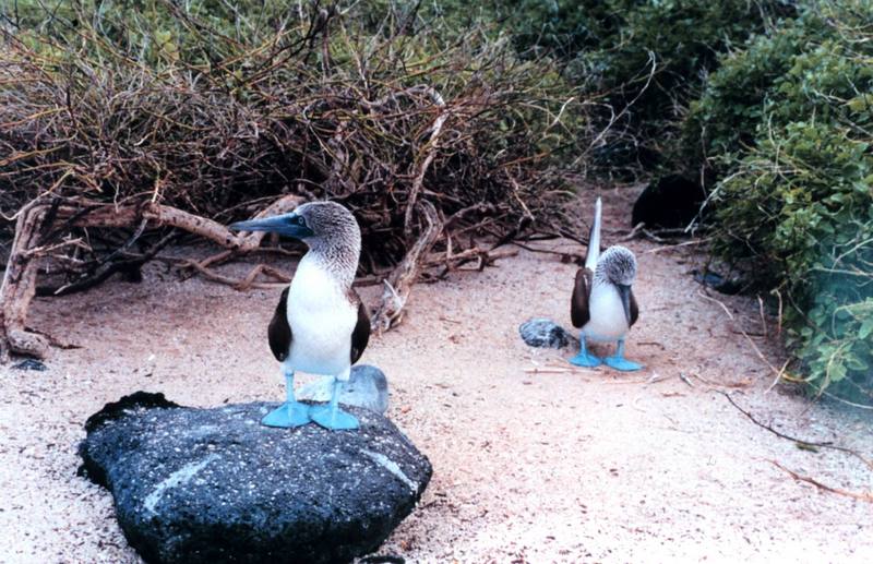 Blue-footed Booby pair (Sula nebouxii) {!--푸른발부비-->; DISPLAY FULL IMAGE.
