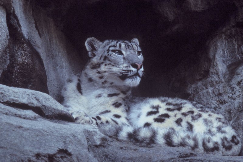 Snow Leopard (Uncia uncia) {!--설표(雪豹)-->; DISPLAY FULL IMAGE.