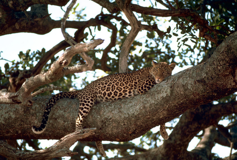 Tanzania - African Leopard (Panthera pardus) {!--아프리카표범(탄자니아)-->; DISPLAY FULL IMAGE.