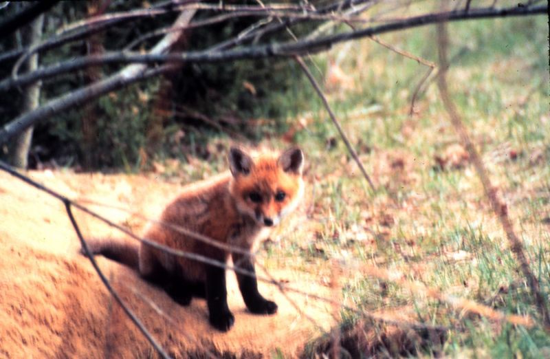 Red Fox (Vulpes vulpes) {!--미국여우(붉은여우)-->; DISPLAY FULL IMAGE.