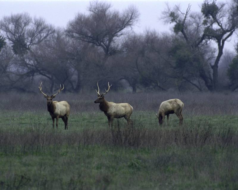 Tule Elks (Cervus elaphus nannodes) {!--엘크, 북미 붉은사슴-->; DISPLAY FULL IMAGE.