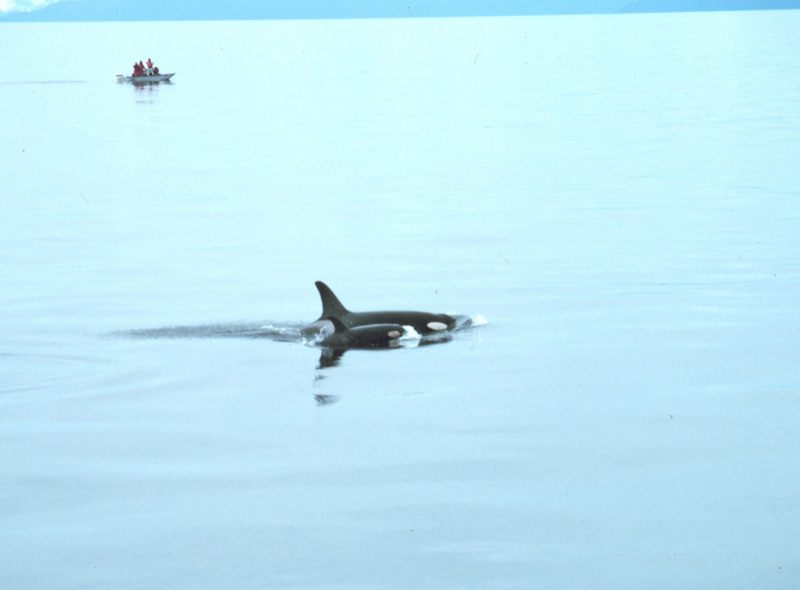 Killer Whale mother and calf (Orcinus orca) {!--범고래-->; DISPLAY FULL IMAGE.