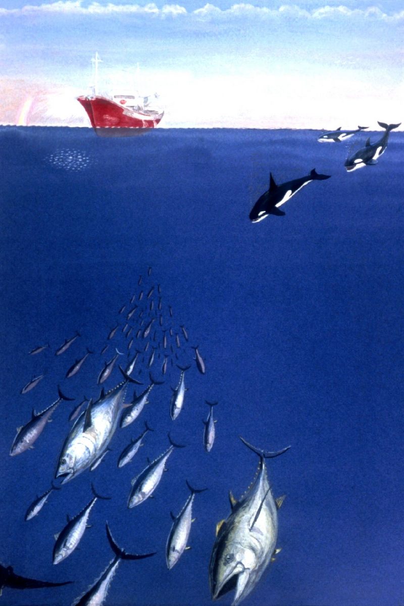 [Animal Art] Killer Whales (Orcinus orca) {!--범고래--> hunting tuna; DISPLAY FULL IMAGE.