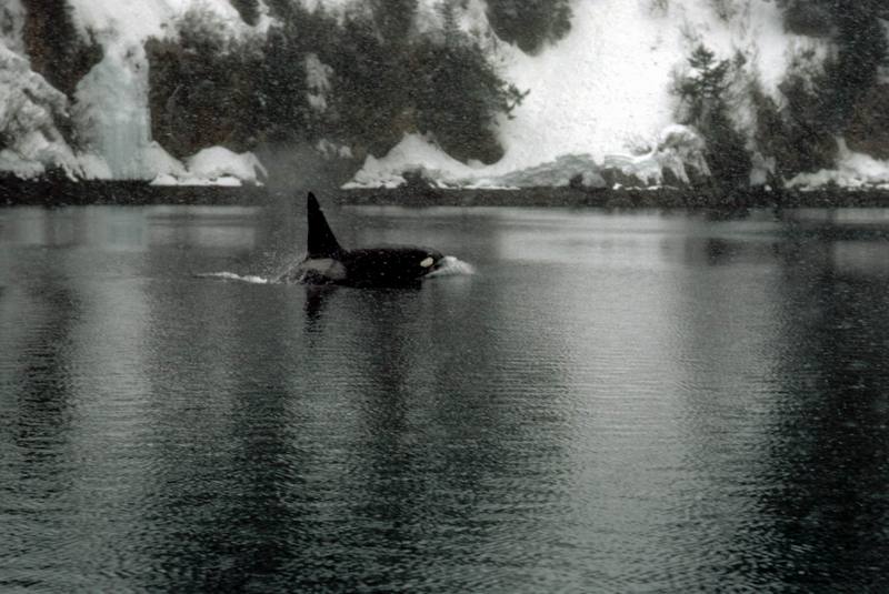 Killer Whale (Orcinus orca) {!--범고래-->; DISPLAY FULL IMAGE.