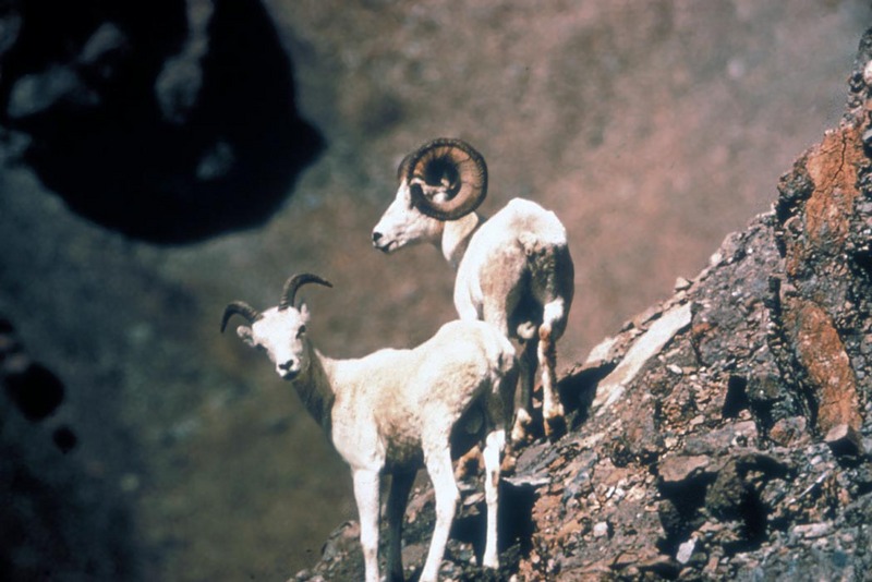 Dall Sheep ewe & ram (Ovis dalli) {!--돌산양-->; DISPLAY FULL IMAGE.
