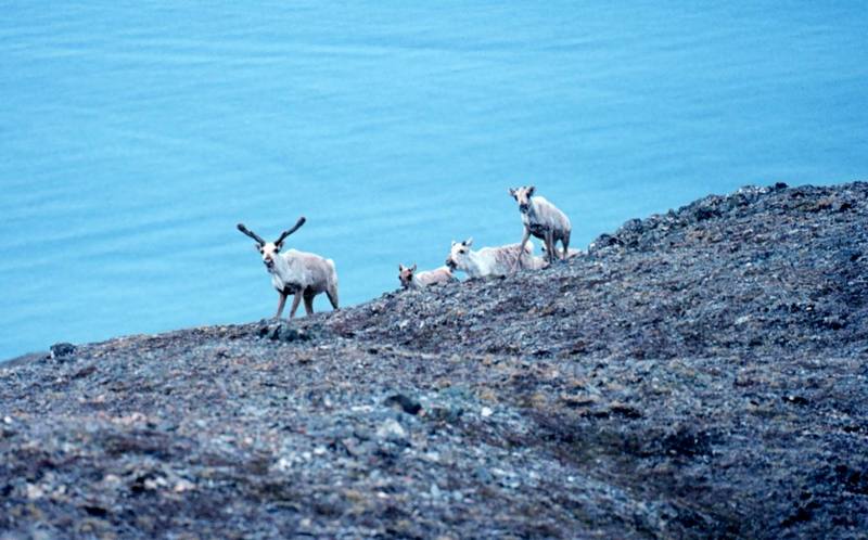 Caribou domesticated (Rangifer tarandus) {!--순록(가축)-->; DISPLAY FULL IMAGE.