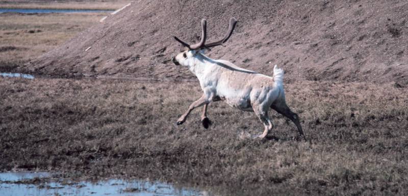 Caribou running (Rangifer tarandus) {!--순록-->; DISPLAY FULL IMAGE.