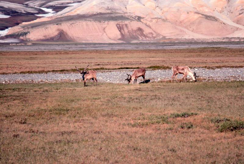 Caribou herd (Rangifer tarandus) {!--순록-->; DISPLAY FULL IMAGE.