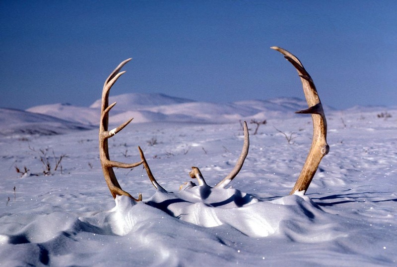Caribou antlers (Rangifer tarandus) {!--순록-->; DISPLAY FULL IMAGE.