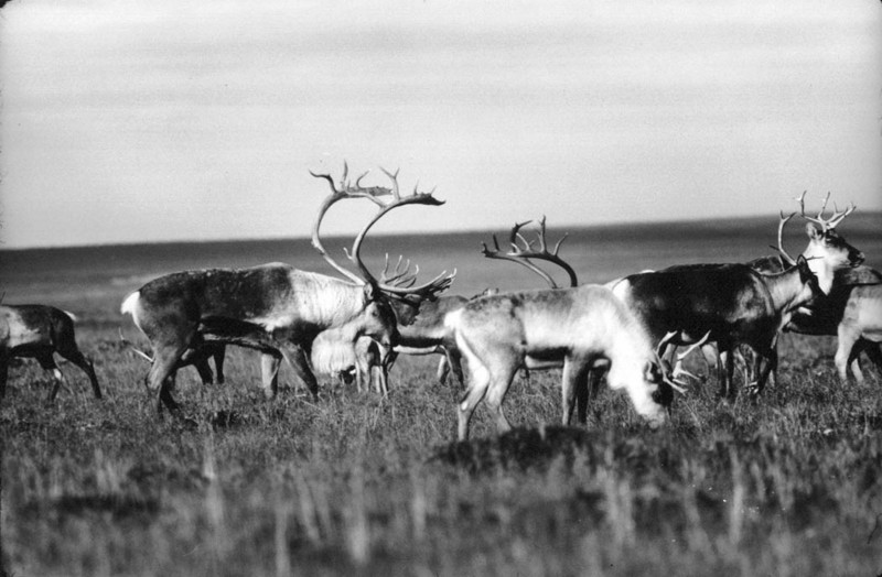 Caribou herd (Rangifer tarandus) {!--순록-->; DISPLAY FULL IMAGE.
