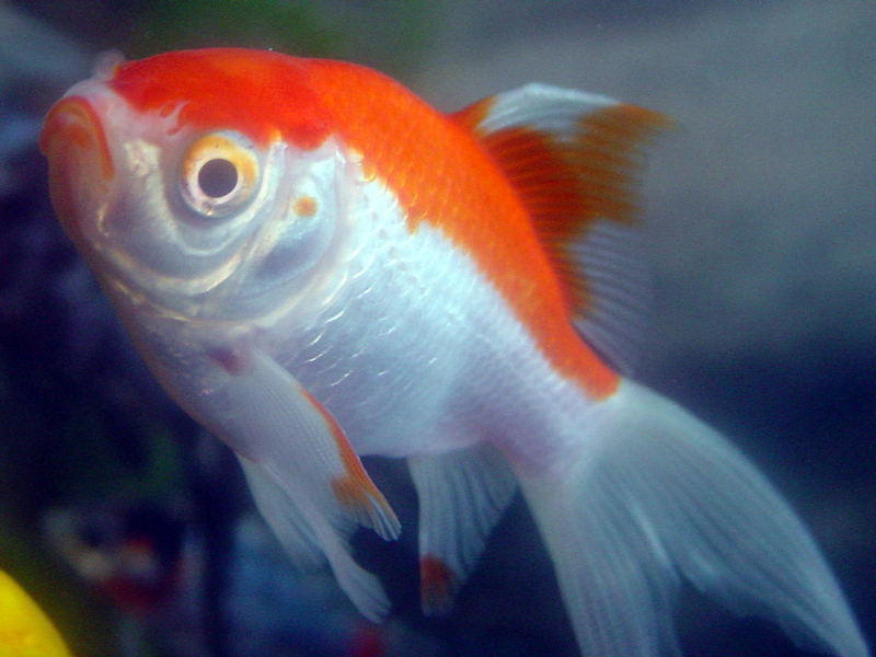 fish. Goldfish?; DISPLAY FULL IMAGE.