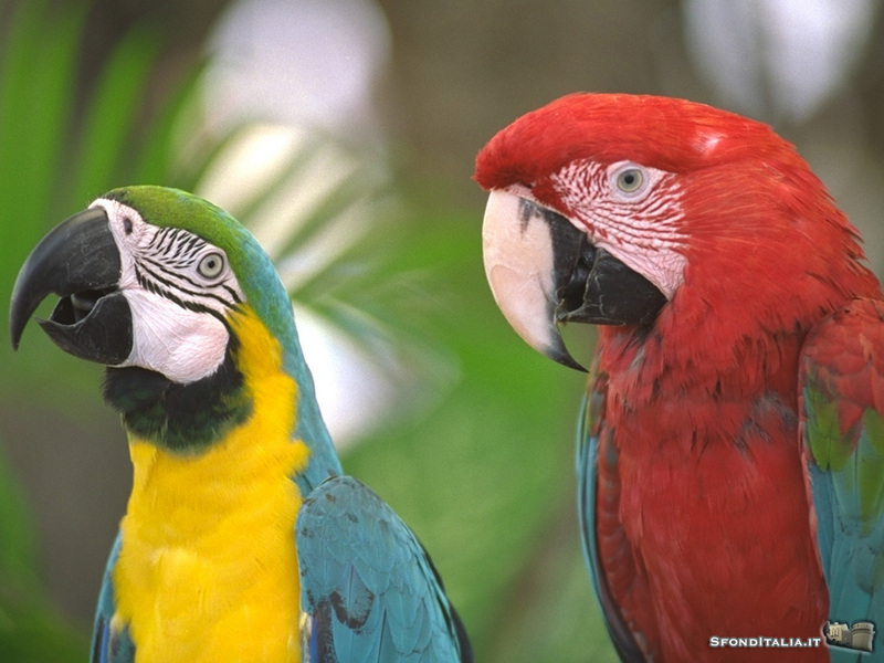 Blue-and-gold macaw & Green-winged Macaw; DISPLAY FULL IMAGE.
