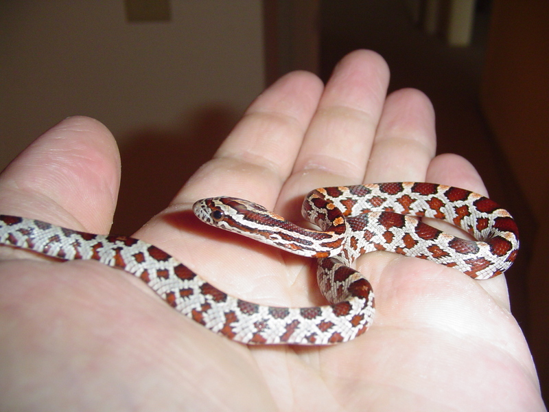Ozzy, my baby corn snake; DISPLAY FULL IMAGE.