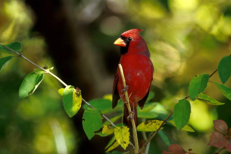 Northern Cardinal male (Cardinalis cardinalis) {!--홍관조-->; DISPLAY FULL IMAGE.