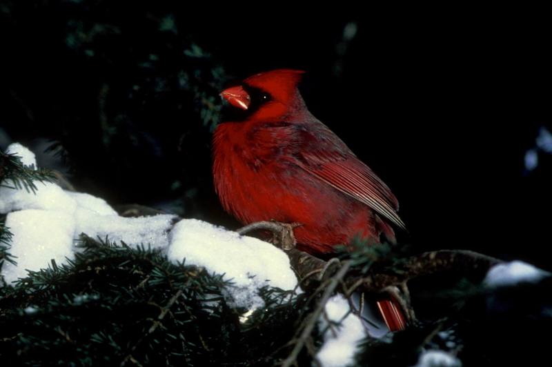 Northern Cardinal male (Cardinalis cardinalis) {!--홍관조-->; DISPLAY FULL IMAGE.