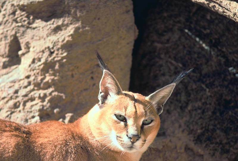 Desert Lynx (Caracal caracal) {!--사막스라소니/카라칼-->; DISPLAY FULL IMAGE.