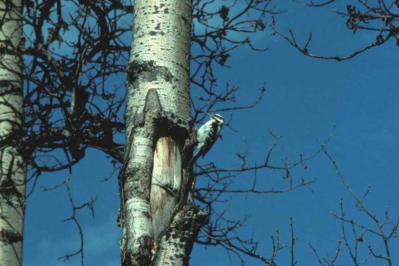 Hairy Woodpecker (Picoides villosus) {!--큰솜털딱다구리-->; DISPLAY FULL IMAGE.