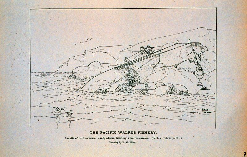 Inuit's hunting of Walrus (Odobenus rosmarus) {!--바다코끼리-->; DISPLAY FULL IMAGE.