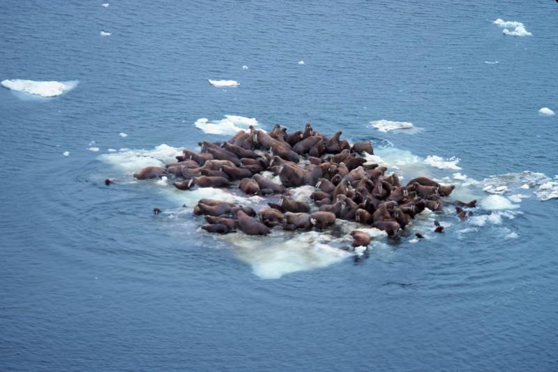 Pacific Walrus herd (Odobenus rosmarus divergens) {!--태평양 바다코끼리-->; DISPLAY FULL IMAGE.